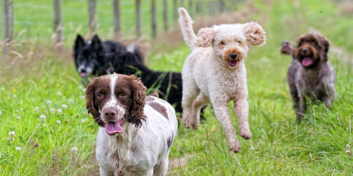 How to celebrate International Dog Day Dorwest