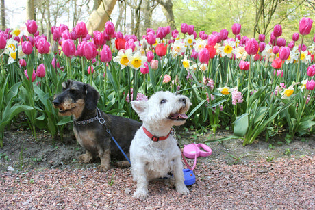 6 Springtime dangers for pets