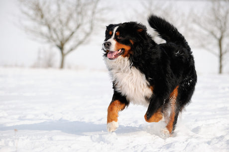 The Benefits of Glucosamine & Chondroitin for Your Dog's Joints