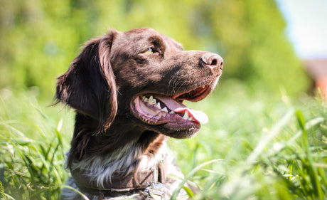 How to support your anxious dog