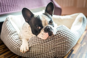 Step 1: Who's been sleeping in my bed? Your dog's bedding