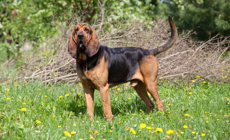 Breed of the month - the Bloodhound