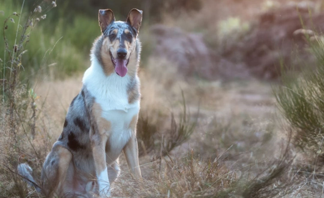 Blue fashion merle smooth collie