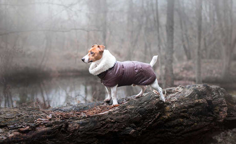 3 Reasons Why Your Dog May Need A Winter Coat