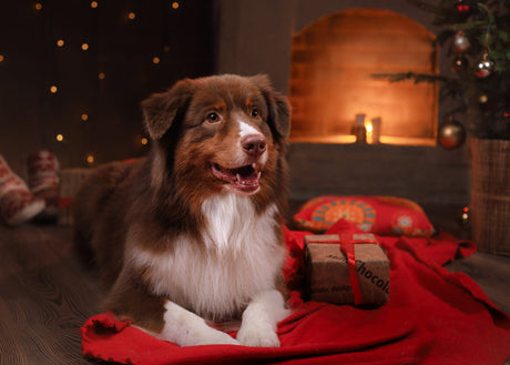 Why your pets love Christmas too!