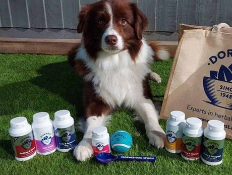 Meet our brand ambassadors at Crufts 2023!