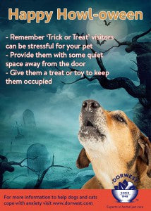 Is Halloween spooking your pet?