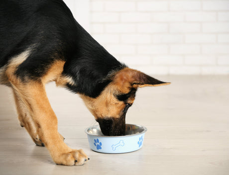 What do I do if my dog is a fussy eater?