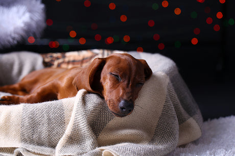 How to calm down a dog on fireworks night – Even at the last minute!