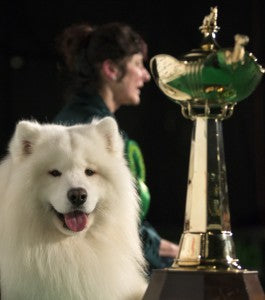 10 Questions - Samoyed &quot;Dan the Man&quot;