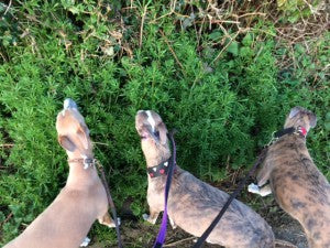 Why is my dog eating 'sticky weed' (also known as clivers or goosegrass)?