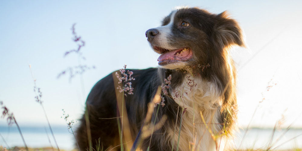 Female dog in heat smells like fish fashion