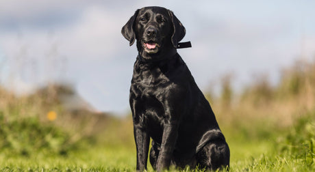 Overweight Dog?  Top Tips to Help Them Lose Weight.