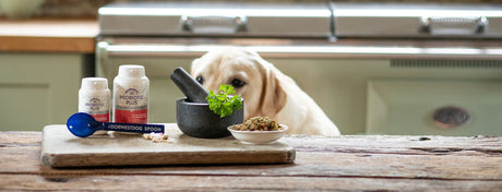 Does my dog need a probiotic? Your FAQs answered!