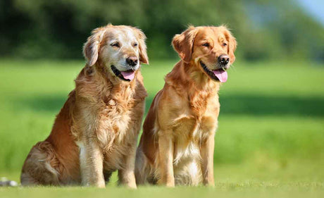 How long should you wait before getting another dog? Expanding your canine family