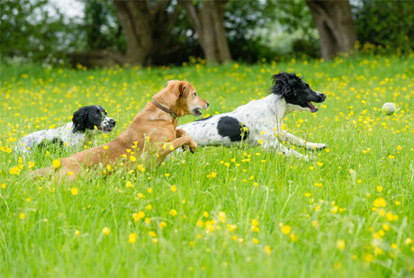 How to Help Your Dog With Summer Allergies