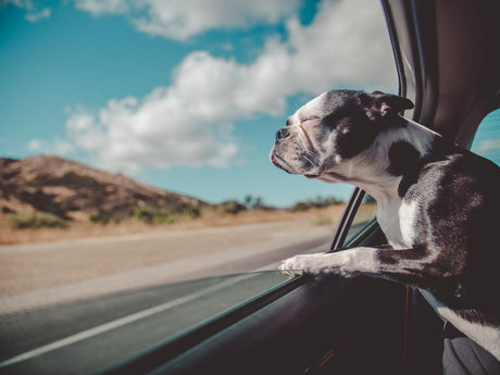 Travelling with your pet? Karen Wild talks travel sickness