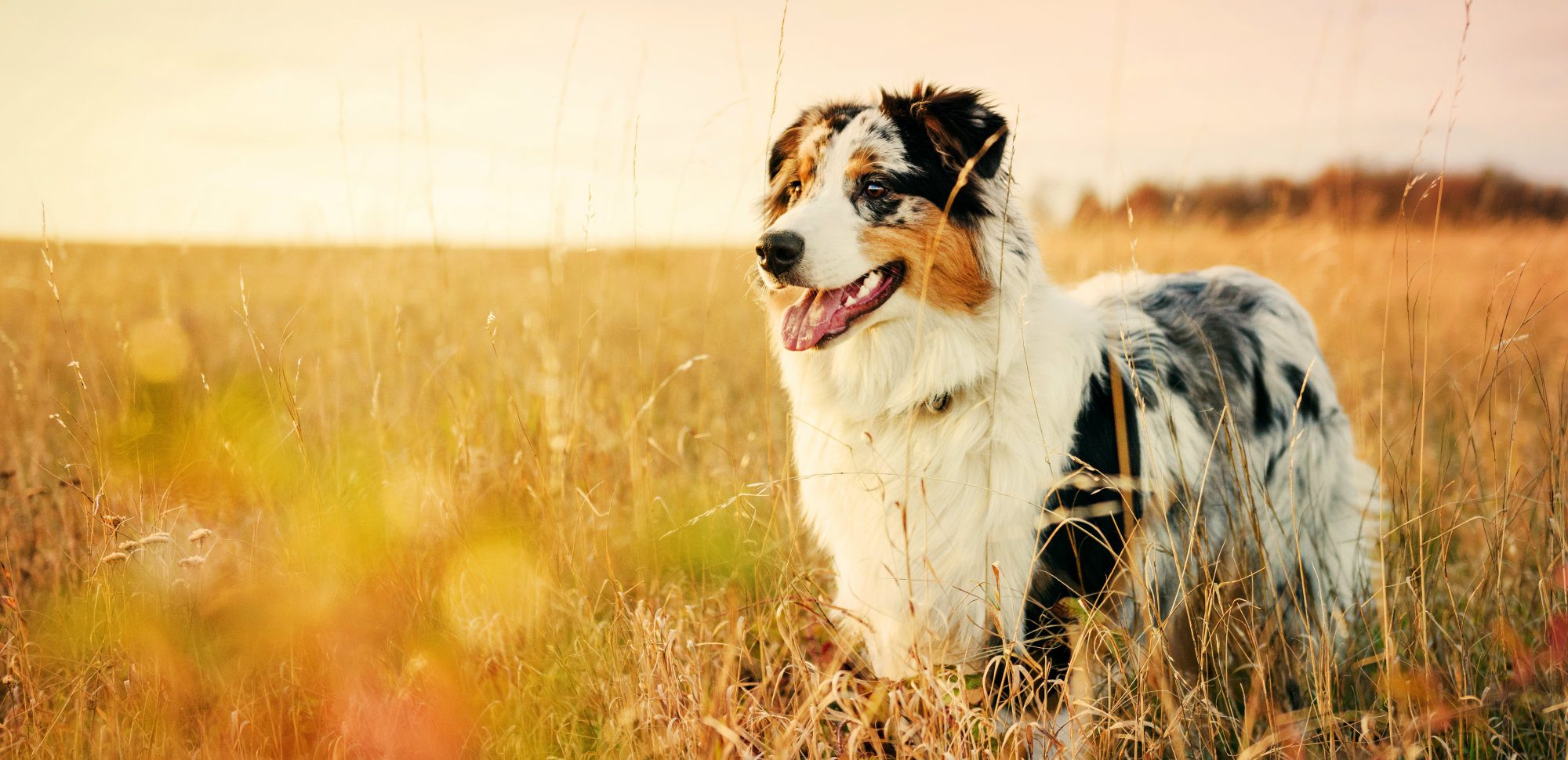 5 Things You Should Know Before Buying Turmeric For Dogs Dorwest