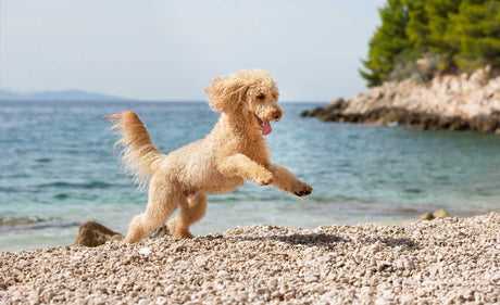 Hot Weather Activities for Your Dog