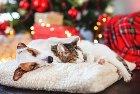 Christmas Dangers For Pets To Be Aware Of