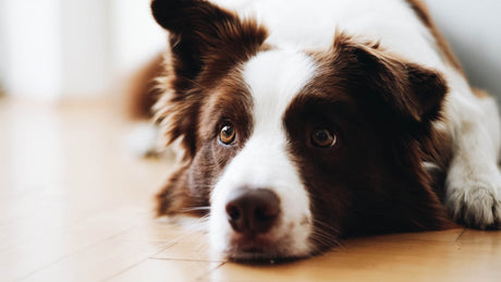 Top tips for leaving a contented dog home alone