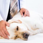 Canine Massage - Why do I need vet consent?