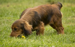 Disgusting, we know – but Why do dogs eat poo? Read our post to find out why