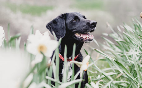 Why Should I Brush My Dog's Teeth?