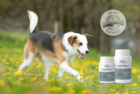 Looking for Glucosamine & Chondroitin? It’s now called JointWell®