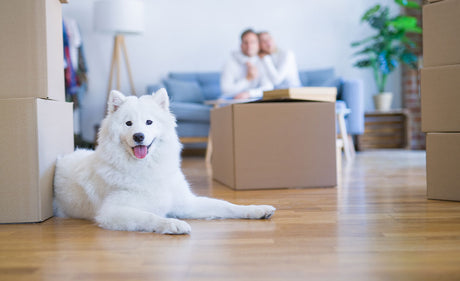 How To Support Your Dog When Moving House