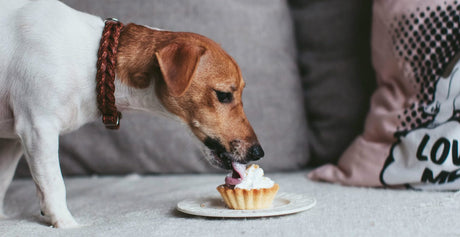 Homemade Dog Treats! Recipes & Reasons Why They Could Be Good For Your Dog.