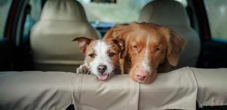 4 Top Tips For Driving With Your Dog