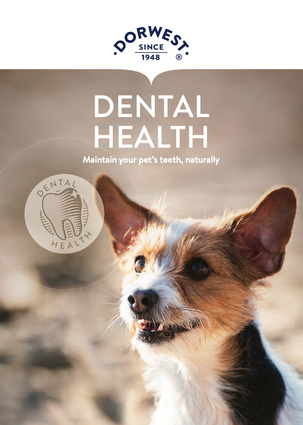 ‍Dental Leaflet (100% off)