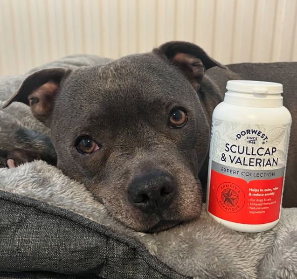 Scullcap & Valerian Tablets For Dogs And Cats