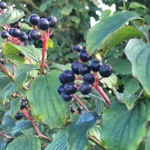 berries dogwood hedgerow