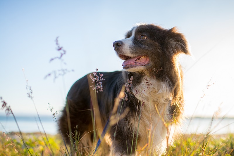 6 reasons why your dog may smell and 