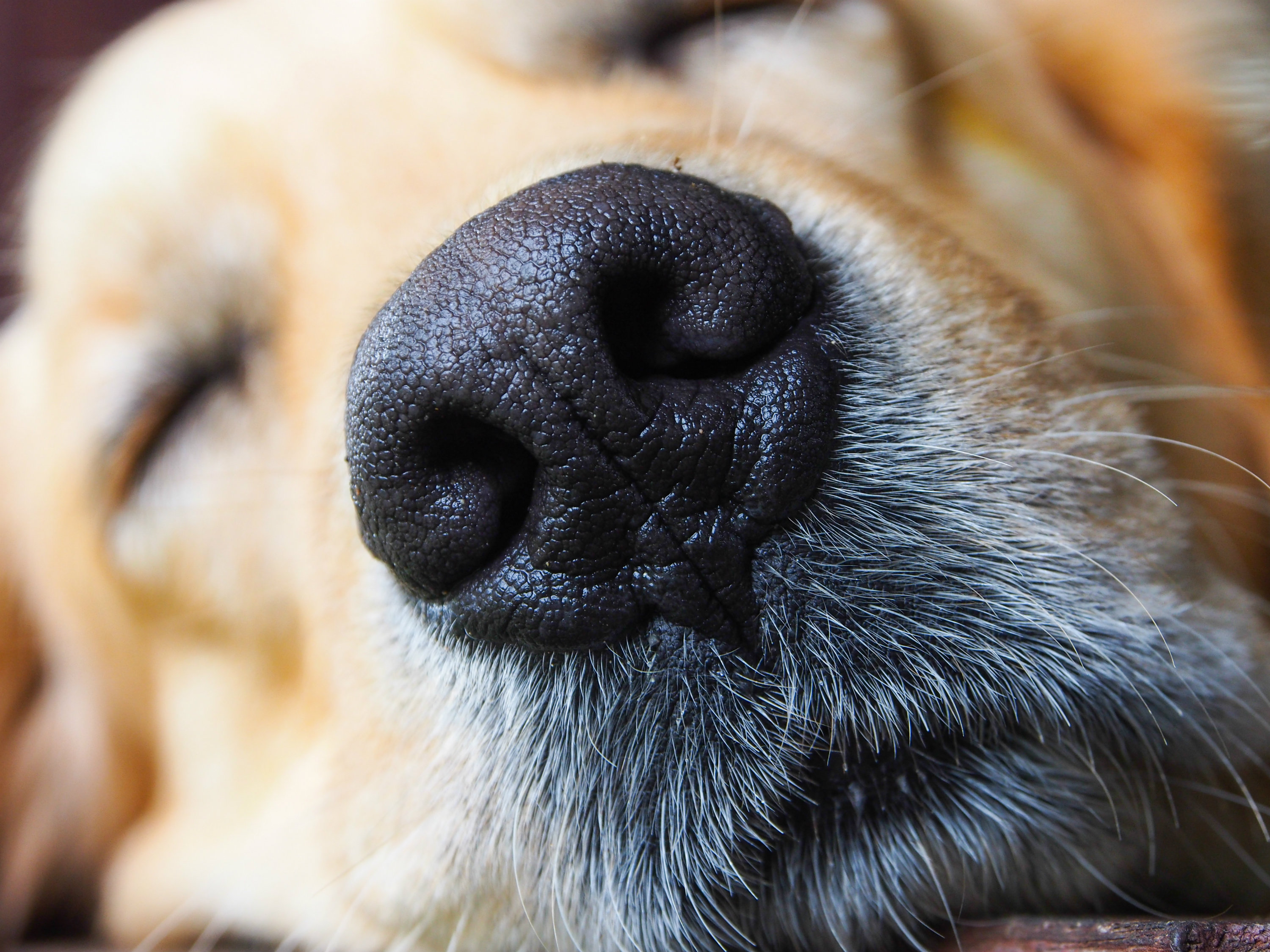 Собачий нос арт