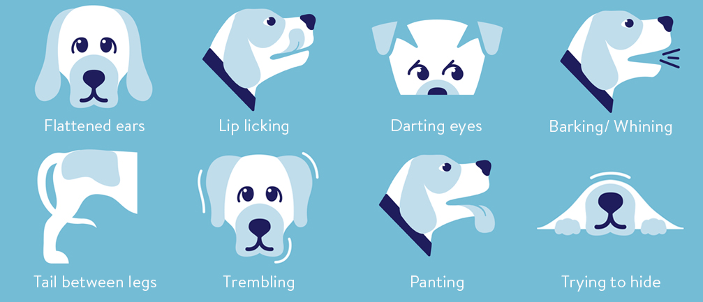 what are the signs of a stressed dog