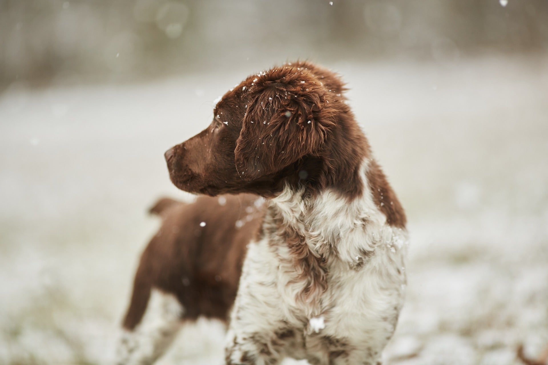 Dry skin in hot sale dogs in winter