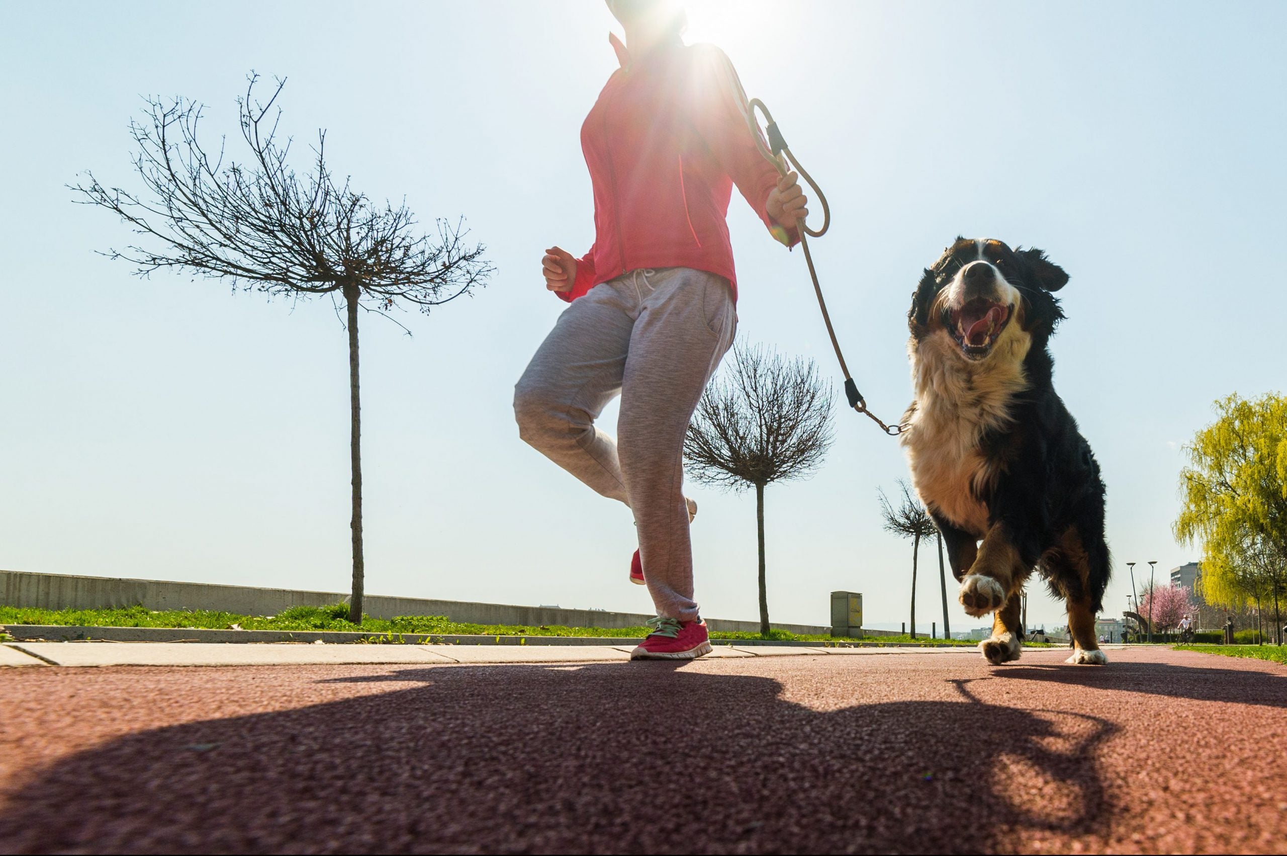 when can i start running with my puppy