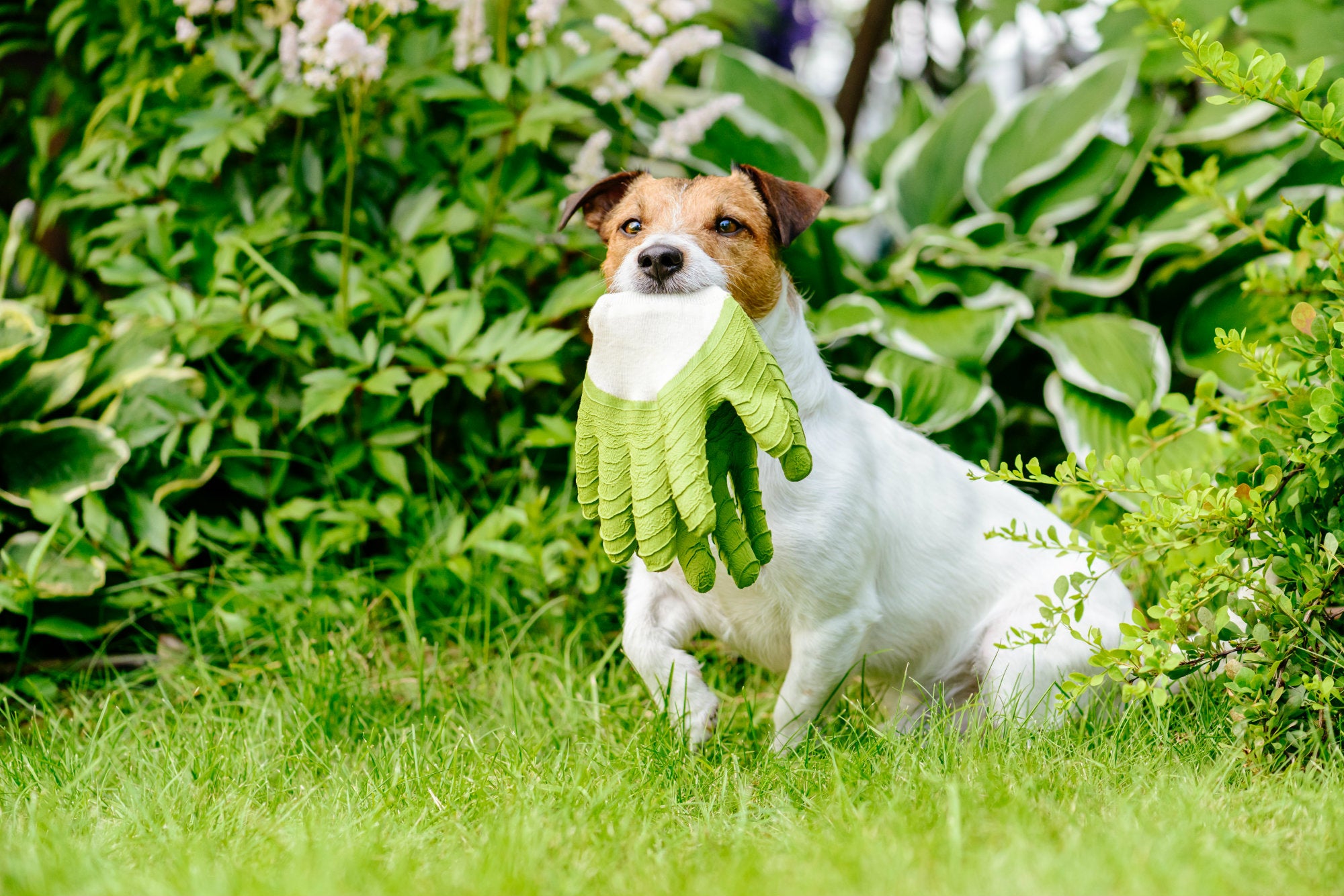 The dog in the garden. Собака садовник. The Dog is in the Garden.