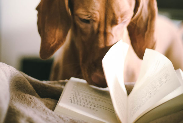 can reading help your dog