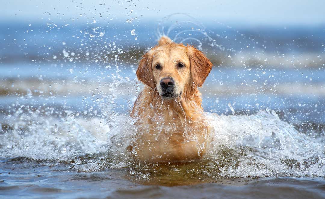 4 Summer Safety Tips For Dogs All Owners Should Know