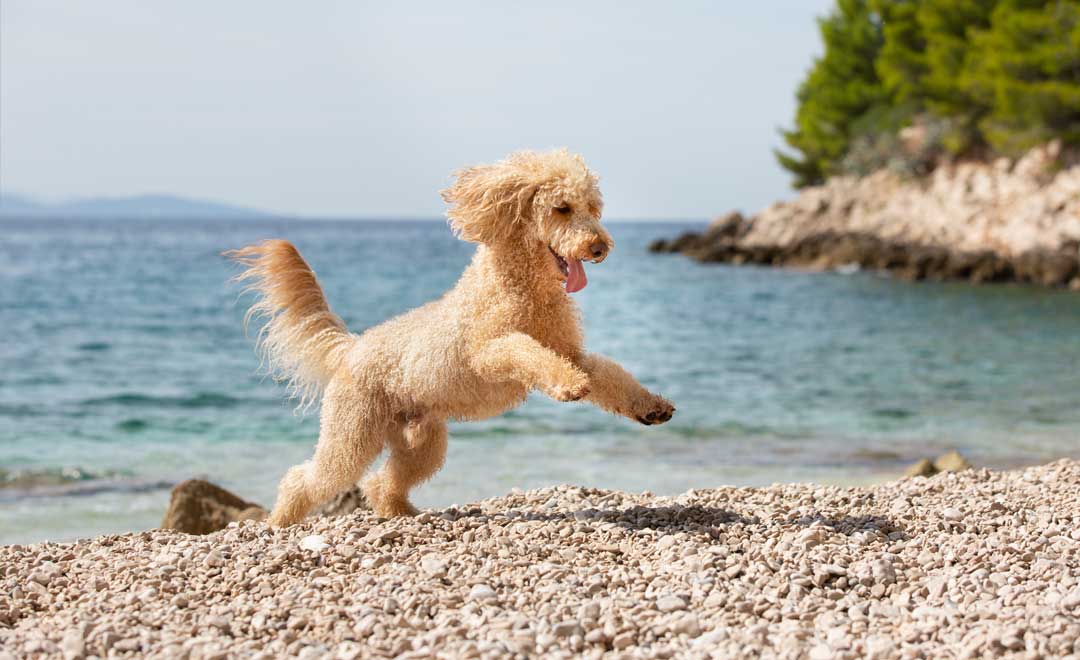 Hot Weather Activities For Dogs | Dorwest Herbs
