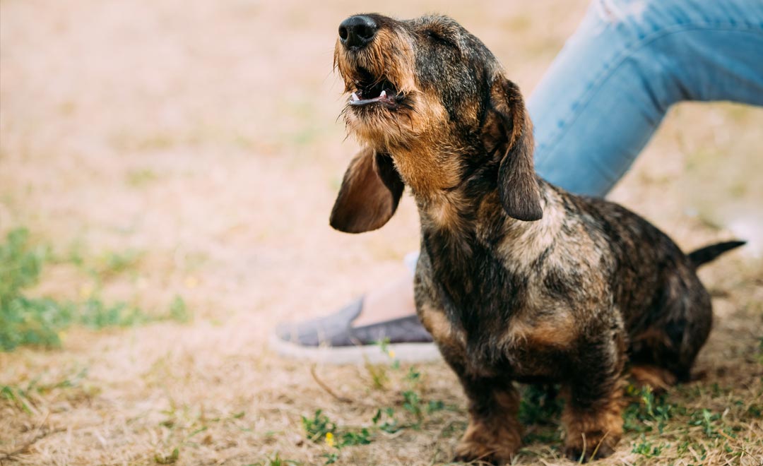 Puppy barking at passers hot sale by